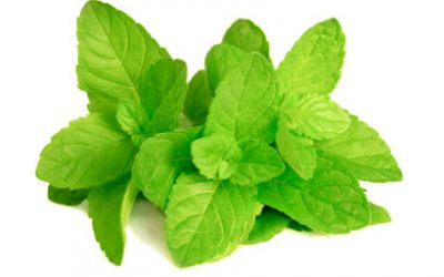 Menta