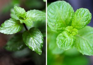 menta